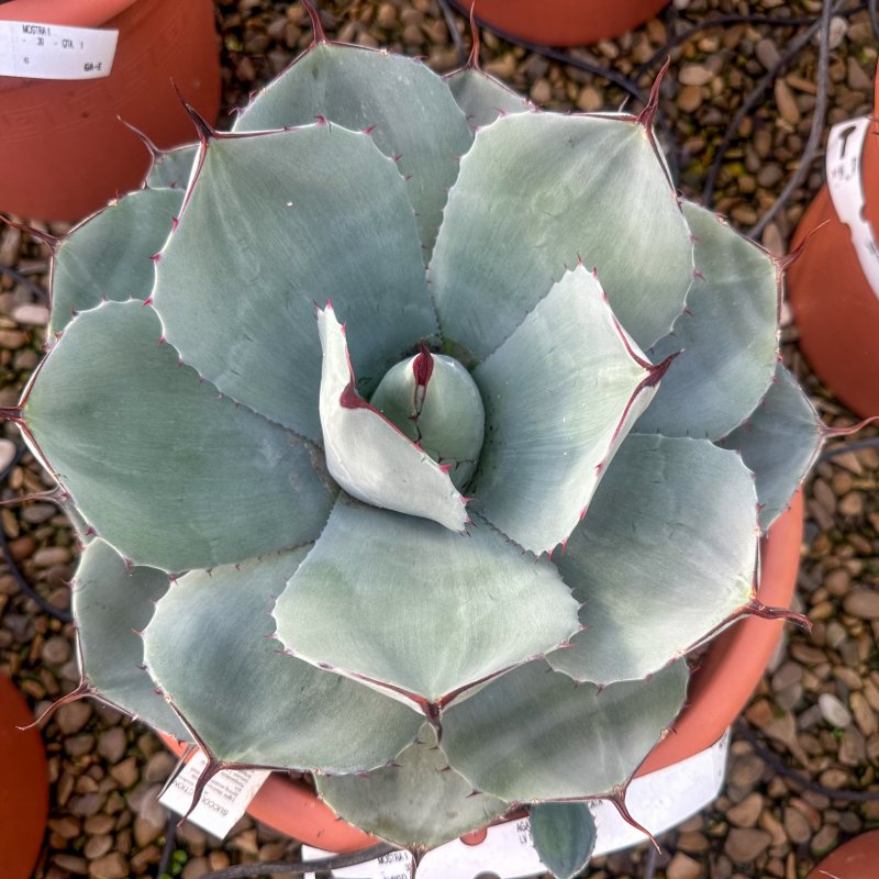 Agave (Agáva) ´PARRYI´ -  kont. C6L, výška 10-15 cm, ⌀ 20-30 cm (-20°C)